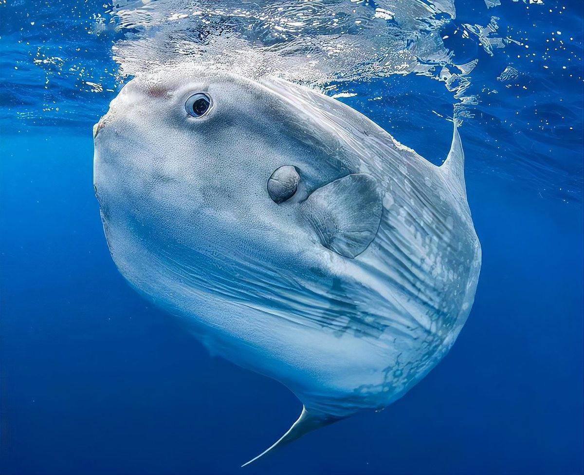 世界上最傻的魚排名：世界上最傻的魚