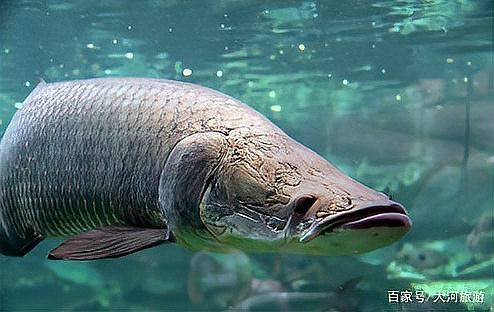 世界上最傻的魚排名：世界上最傻的魚