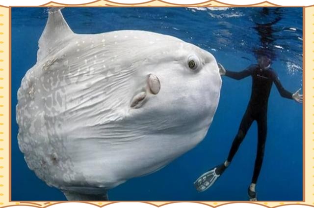 世界上最傻的魚排名：世界上最傻的魚