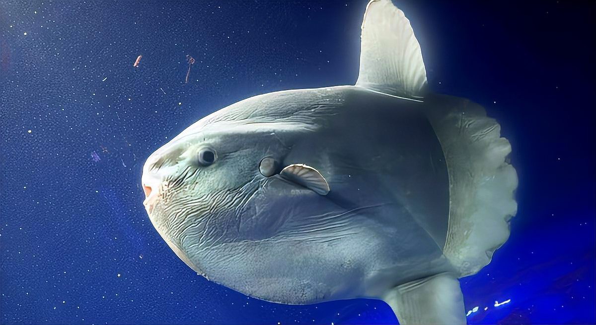 世界上最傻的魚排名：世界上最傻的魚