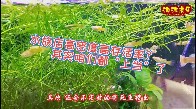 塔中水族店：廣州塔中水族店