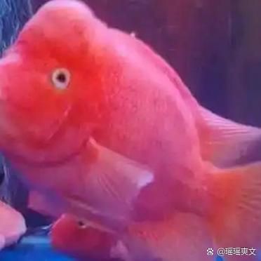 巨型財神魚：巨型財神魚的藝術(shù)品有哪些創(chuàng)作案例