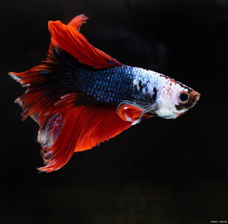 巨型財神魚：巨型財神魚的藝術品有哪些創作案例