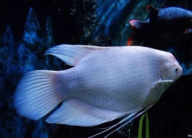 巨型財神魚：巨型財神魚的藝術品有哪些創作案例