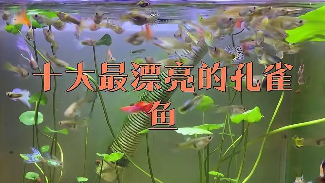 孔雀魚(yú)顏值排名：孔雀魚(yú)的顏值梯隊(duì)分析