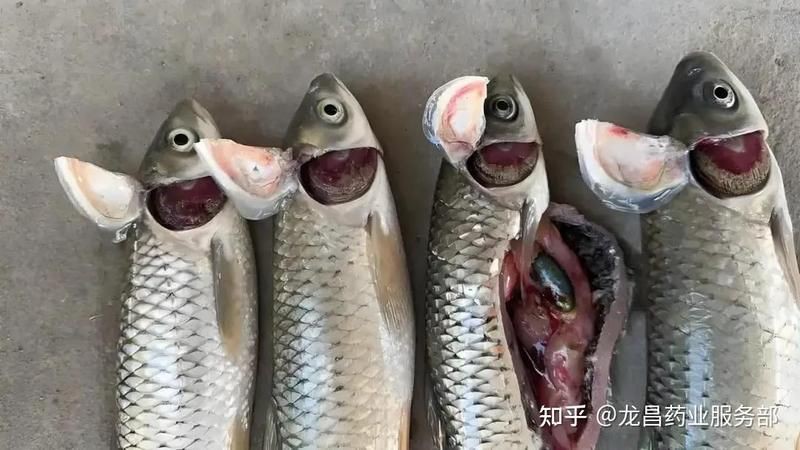 如何預(yù)防龍魚鰓蓋潰爛的發(fā)生？：預(yù)防龍魚鰓蓋潰爛需采取綜合措施