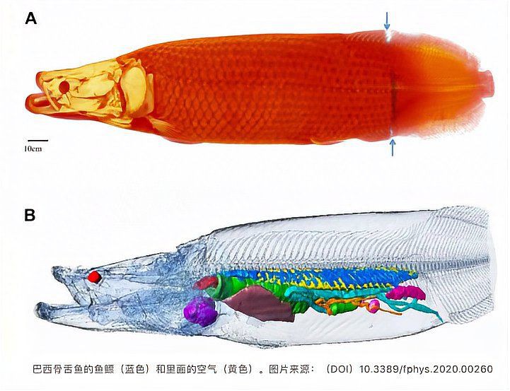 巨骨舌魚vs森蚺哪個(gè)更厲害：奇妙生物圈-巨骨舌魚