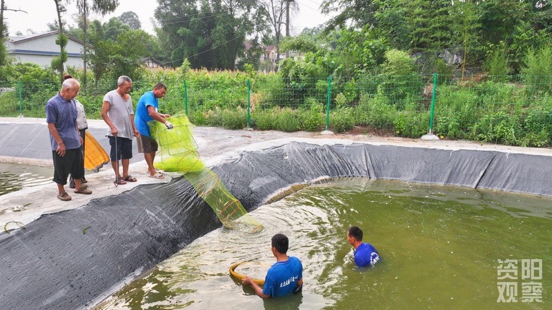 會理龍魚店：會理龍魚店的價格范圍是多少