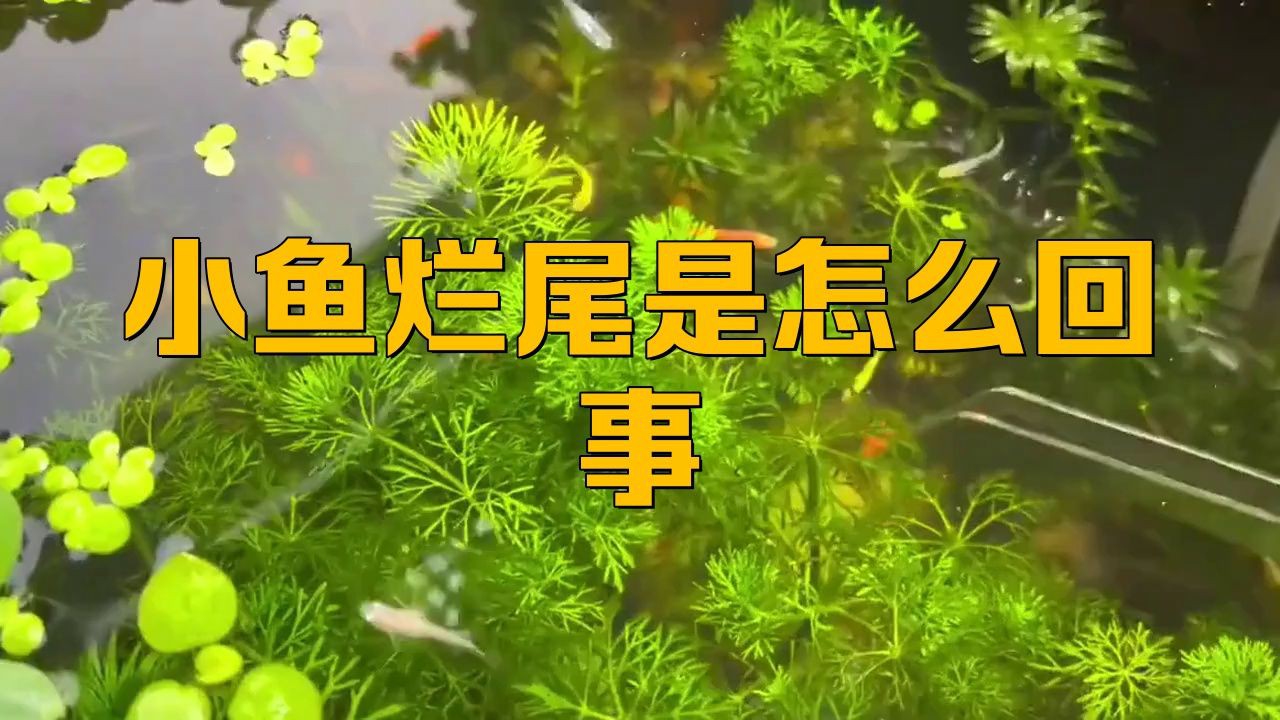 如何預防魚爛尾爛鰭病的發生？：小魚爛尾是怎么回事