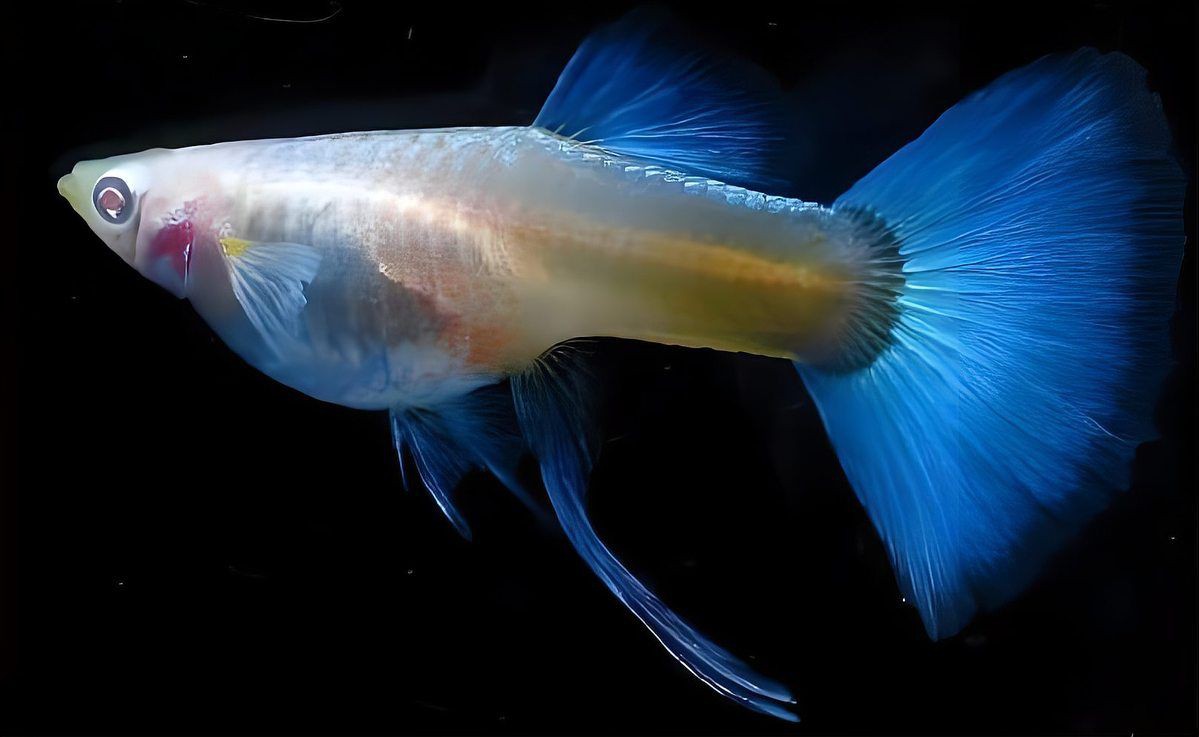 如何預防魚爛尾爛鰭病的發生？：小魚爛尾是怎么回事