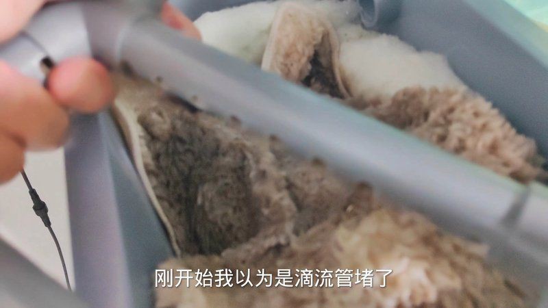 招財(cái)貓魚不用過濾可以嗎怎么養(yǎng)：招財(cái)貓魚無過濾飼養(yǎng)攻略