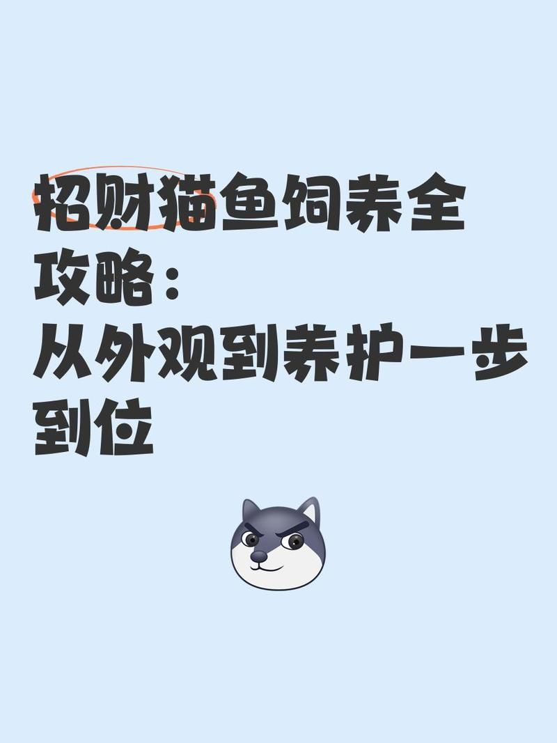 招財(cái)貓魚不用過濾可以嗎怎么養(yǎng)：招財(cái)貓魚無過濾飼養(yǎng)攻略