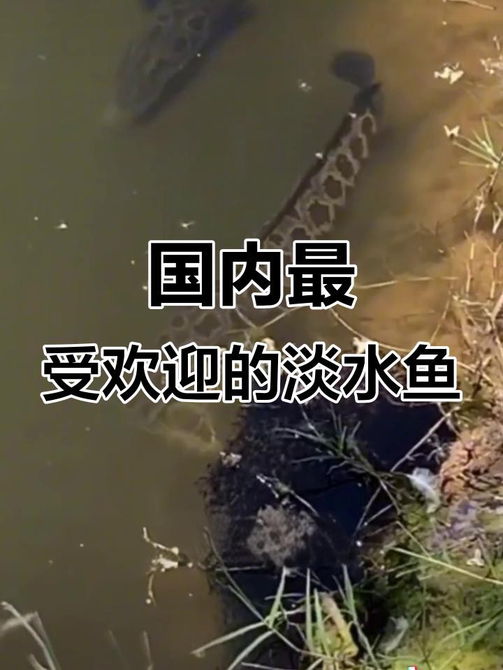 中國十大名牌魚：中國淡水與海水魚種排名