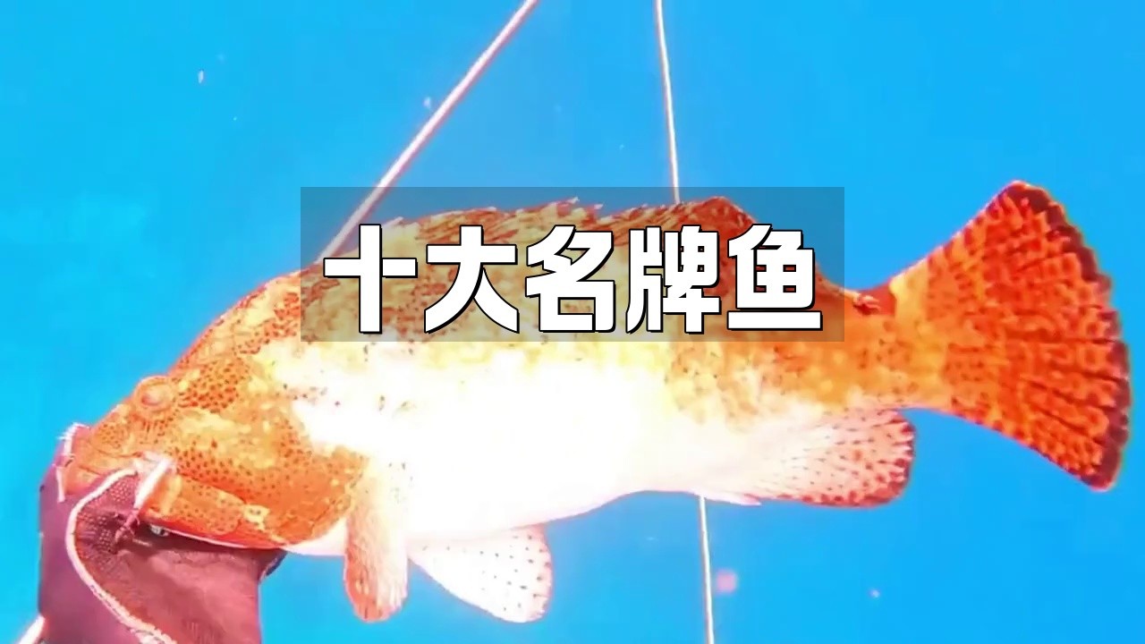中國十大名牌魚：中國淡水與海水魚種排名