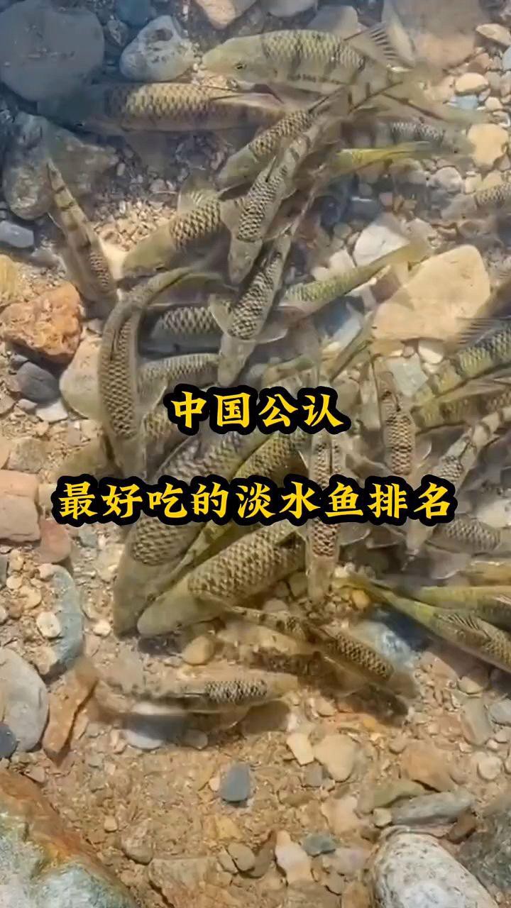 中國十<strong><mark>大名</mark></strong>牌魚：中國淡水與海水魚種排名