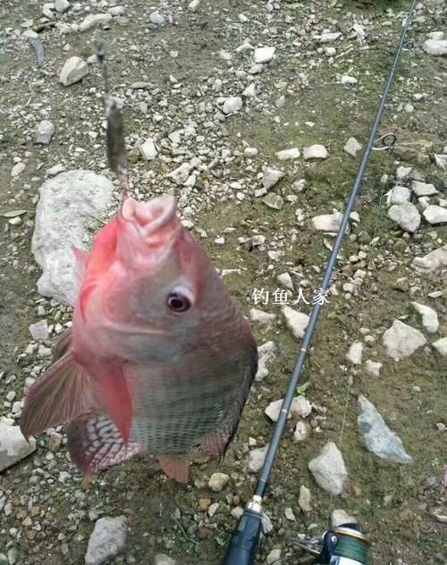 紅頭調魚圖片：潮汕油燜紅血魚