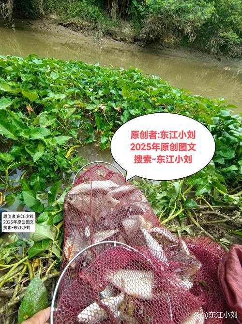 紅頭調魚圖片：潮汕油燜紅血魚