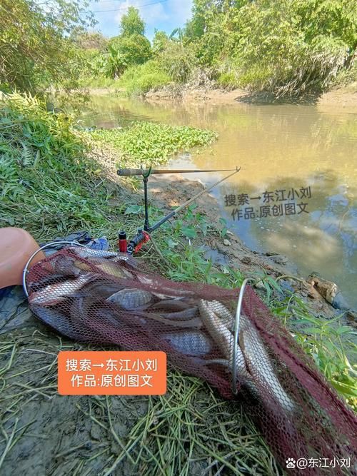 紅頭調魚圖片：潮汕油燜紅血魚