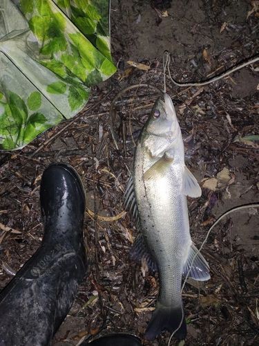 紅頭調魚圖片：潮汕油燜紅血魚