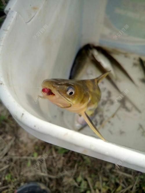 紅頭調魚圖片：潮汕油燜紅血魚