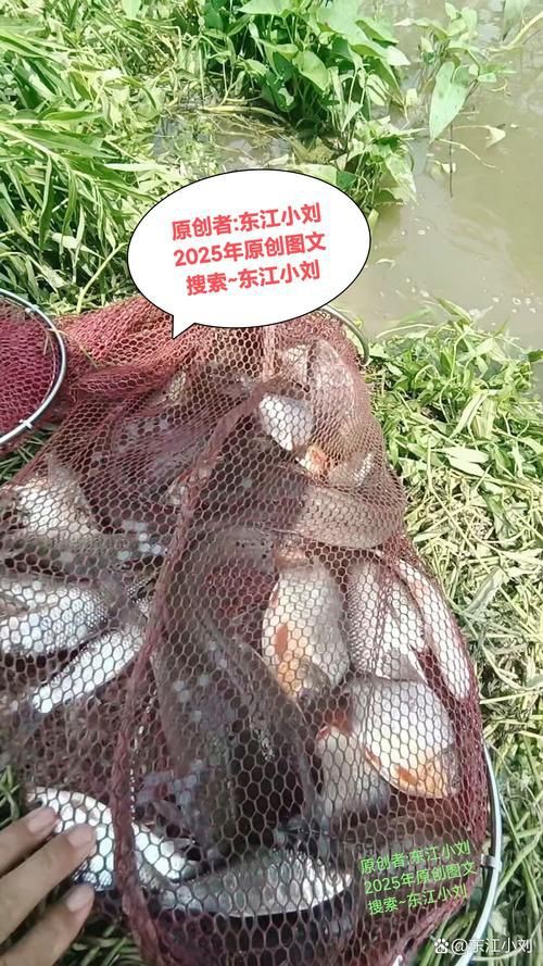 紅頭調魚圖片：潮汕油燜紅血魚
