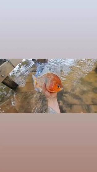 紅頭調魚圖片：潮汕油燜紅血魚