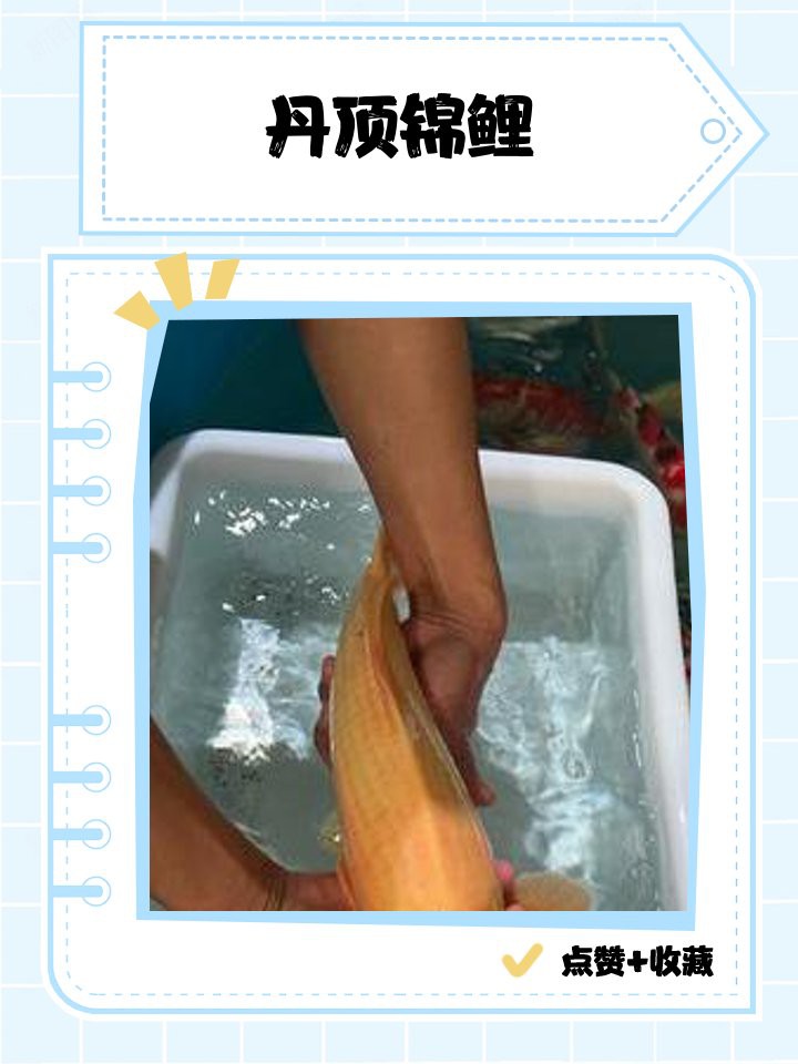 丹頂錦鯉的外觀特征：丹頂錦鯉的形態種類及種技術鑒賞