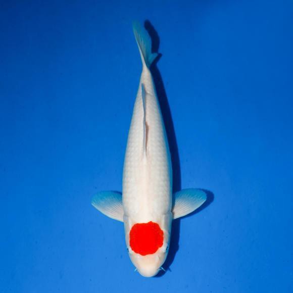 丹頂錦鯉的外觀特征：丹頂錦鯉的形態種類及種技術鑒賞