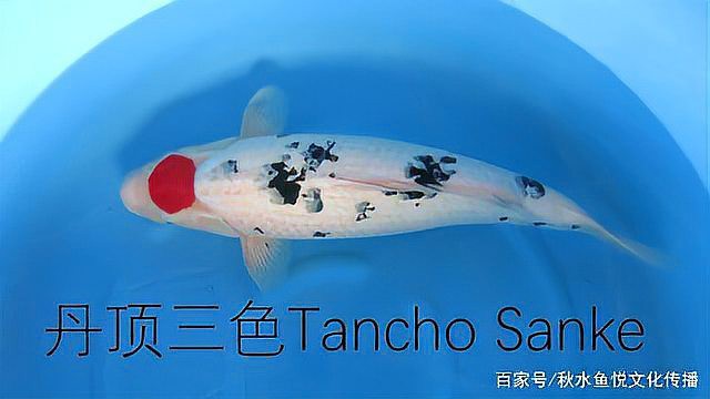 丹頂錦鯉的外觀特征：丹頂錦鯉的形態種類及種技術鑒賞