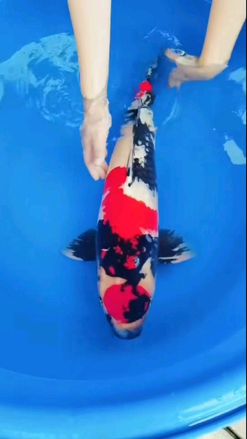 丹頂錦鯉的外觀特征：丹頂錦鯉的形態種類及種技術鑒賞