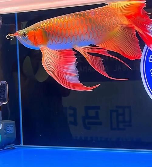 最貴龍魚圖片大全：世界上最貴的觀賞魚農情萬家紅龍魚500萬拍賣