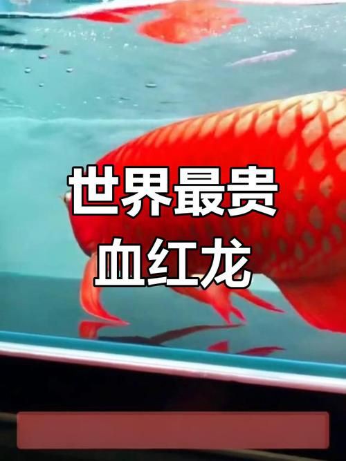 最貴龍魚圖片大全：世界上最貴的觀賞魚農情萬家紅龍魚500萬拍賣