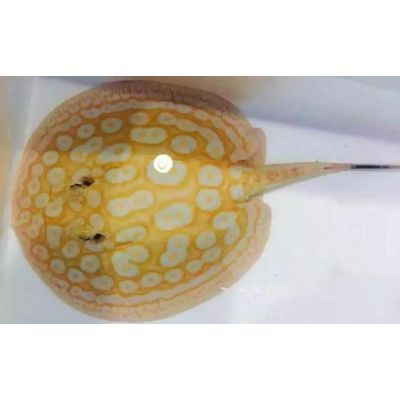 福州魚缸定做：福州水族魚缸定做