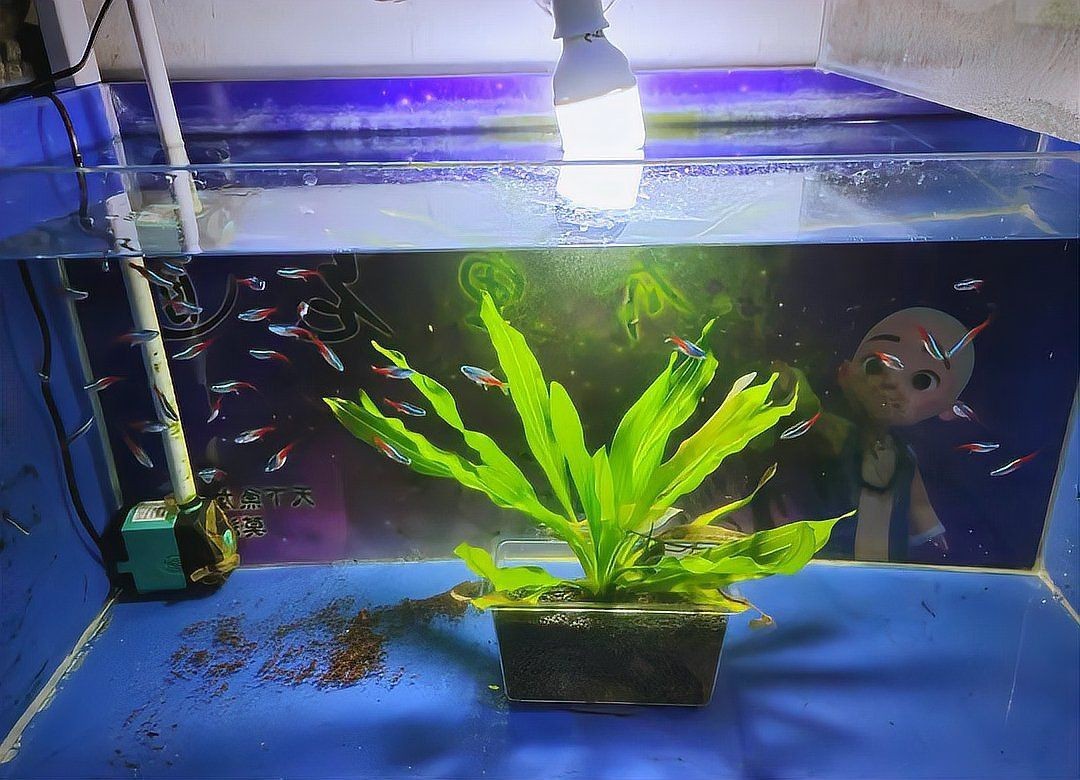 有哪些水草適合孔雀魚幼魚藏身？：孔雀魚適合什么水草一起養呢