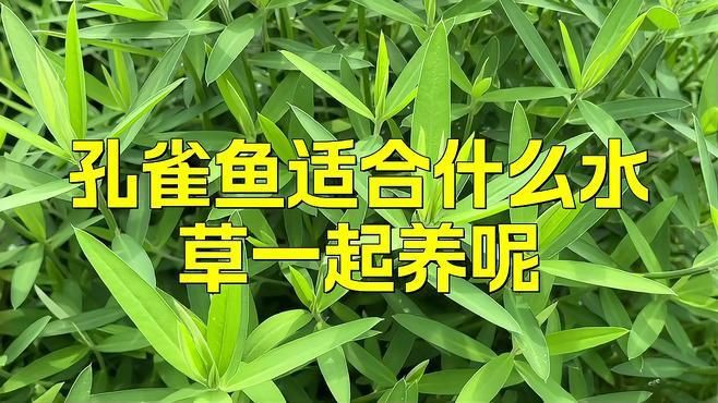 有哪些水草適合孔雀魚幼魚藏身？：孔雀魚適合什么水草一起養呢