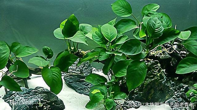 有哪些水草適合孔雀魚幼魚藏身？：孔雀魚適合什么水草一起養呢