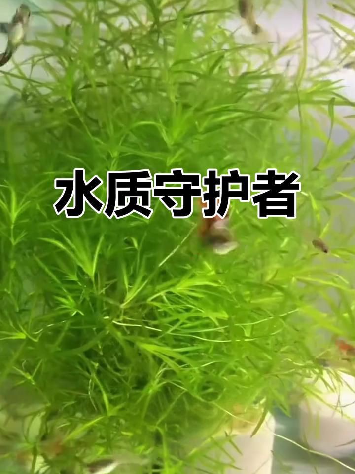 有哪些水草適合孔雀魚幼魚藏身？：孔雀魚適合什么水草一起養呢