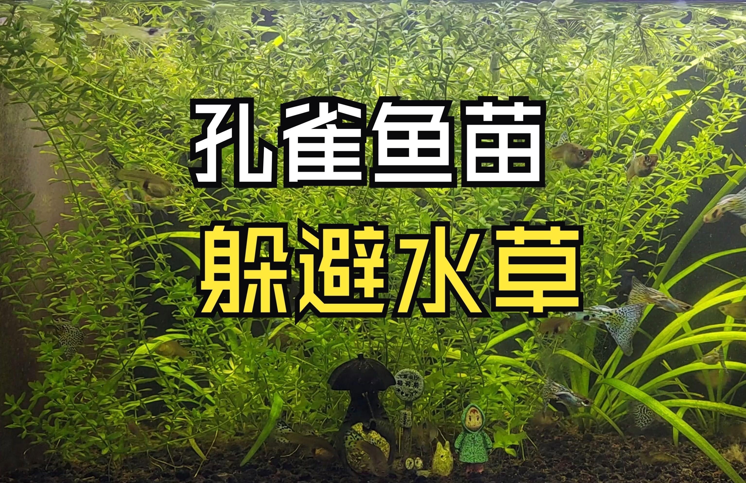 有哪些水草適合孔雀魚幼魚藏身？：孔雀魚適合什么水草一起養呢