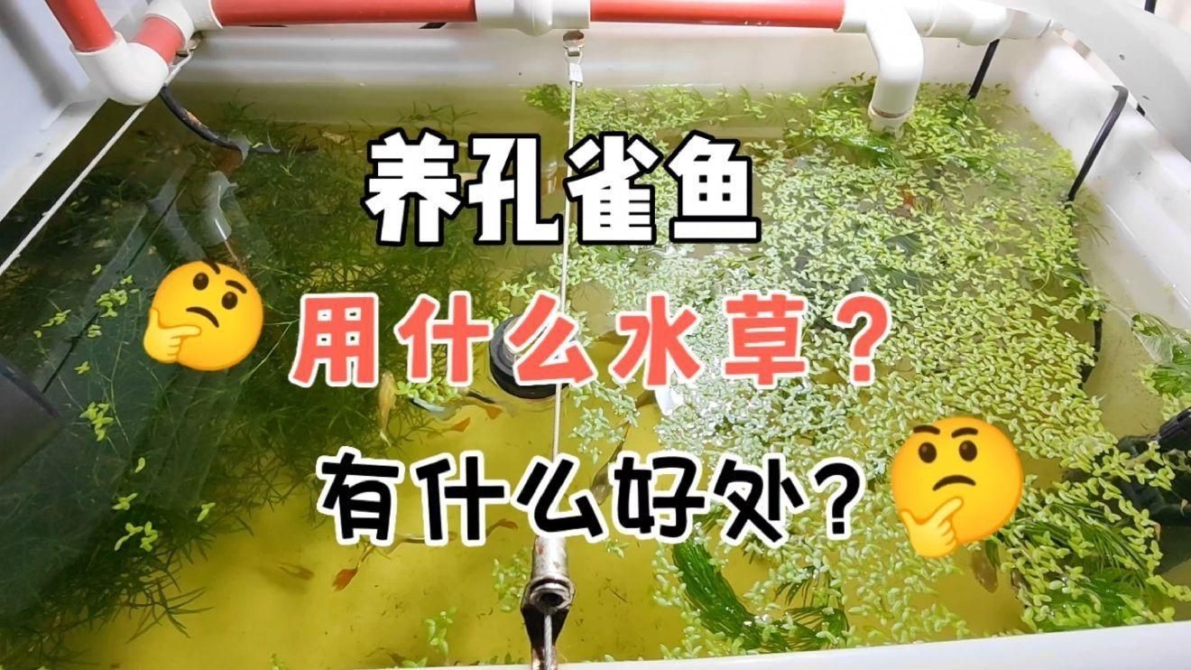 有哪些水草適合孔雀魚幼魚藏身？：孔雀魚適合什么水草一起養呢