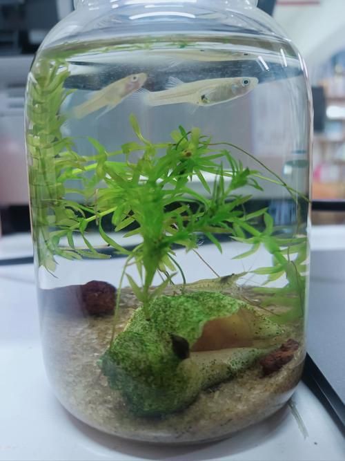 小魚缸圖片大全：奇文趣圖迷你小型魚缸品牌排行榜京東水族箱小缸品牌排行榜