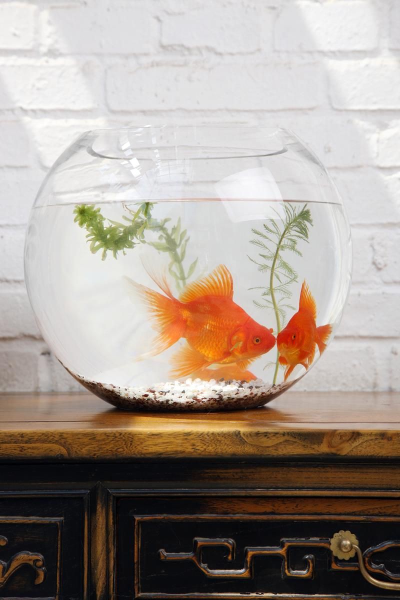 小魚缸圖片大全：奇文趣圖迷你小型魚缸品牌排行榜京東水族箱小缸品牌排行榜
