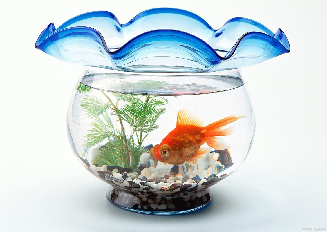 小魚缸圖片大全：奇文趣圖迷你小型魚缸品牌排行榜京東水族箱小缸品牌排行榜