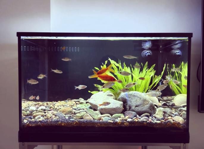 小魚缸圖片大全：奇文趣圖迷你小型魚缸品牌排行榜京東水族箱小缸品牌排行榜
