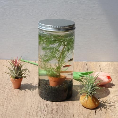 小魚缸圖片大全：奇文趣圖迷你小型魚缸品牌排行榜京東水族箱小缸品牌排行榜