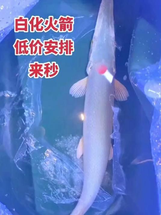 火箭魚能養多大的魚：三間火箭魚飼養全攻略