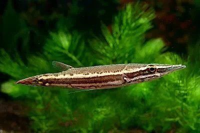 火箭魚能養多大的魚：三間火箭魚飼養全攻略