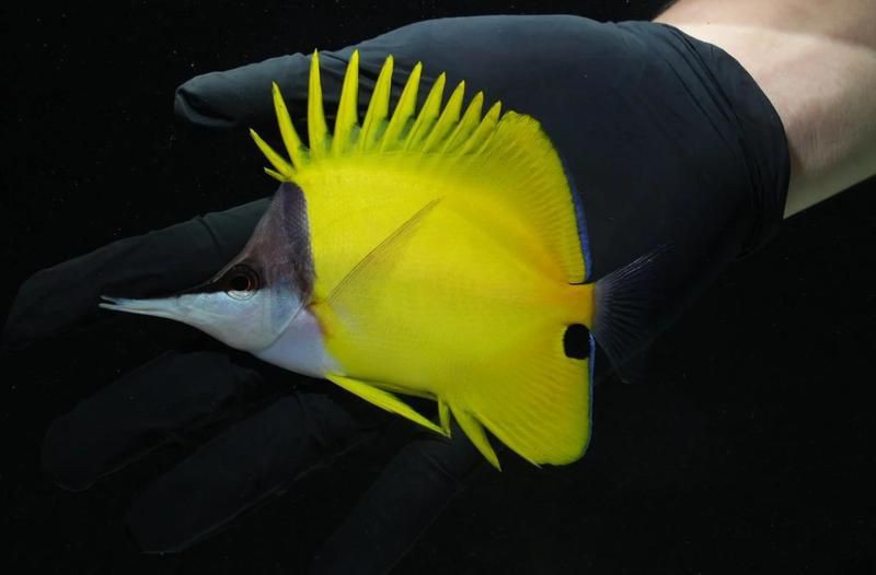 火箭魚能養多大的魚：三間火箭魚飼養全攻略