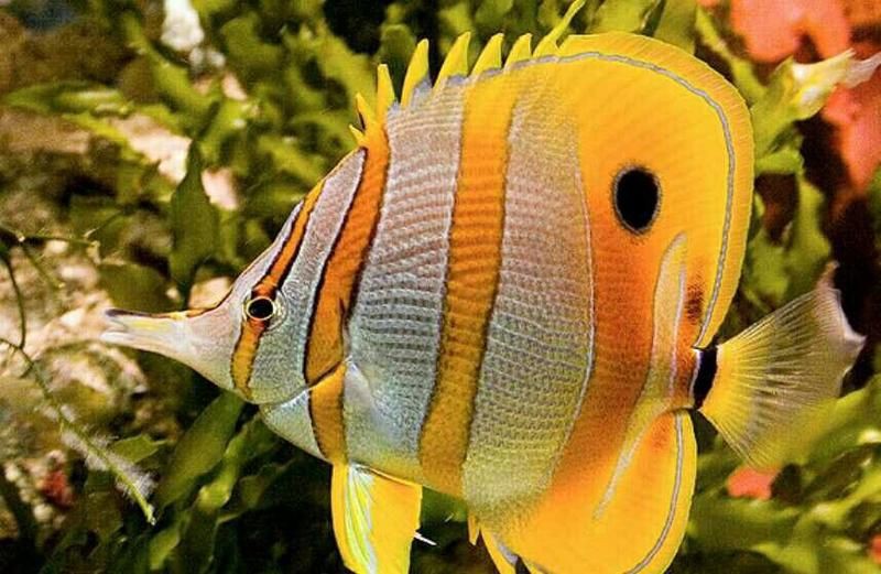 火箭魚能養多大的魚：三間火箭魚飼養全攻略