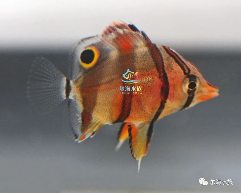 火箭魚能養多大的魚：三間火箭魚飼養全攻略
