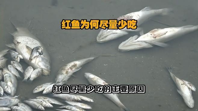 開市紅魚為何要盡量少吃：開市紅魚為何少吃